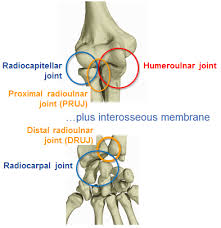 The entire colon is about 5 feet (150 cm) long, and is divided into five major segments. Https Aotrauma Aofoundation Org Media Project Aocmf Aotrauma Documents Education Pdf Orp Handout English Forearm Fractures Final Pdf La En Hash E25e60752d32672d6888c35e47043564684cb2e5