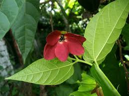 Image result for Malvaceae: Byttnerioideae, Helicteroideae