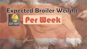 Expected Broiler Weight Per Week And How To Get It Guidefreak