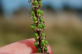 Image result for Triglochin striata