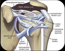 In the video below, dr. Glenohumeral Joint Anatomy Stabilizer And Biomechanics Shoulder Elbow Orthobullets