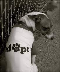 Find animal shelters in spokane, and how you can help these unwanted or lost animals. Pets For Adoption At Julias Jungle In Spokane Wa Petfinder