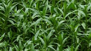 Image result for Enydra