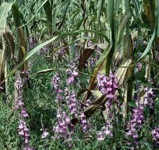 Image result for Striga aspera