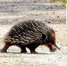 Echidna Naturelove World Nature Nature Obsession Animals Naturephotography Nikonphotography Nikon Naturelover Echidna Australian Animals Nature Animals