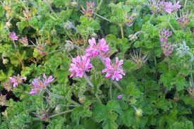 Pelargonium should also be used with caution in people with autoimmune diseases like psoriasis, rheumatoid arthritis, lupus, and autoimmune hepatitis, according to the european medicines. Rose Geranium Pelargonium Capitatum Growing Planting Caring