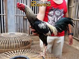 Ciri Ciri Dan Gaya Tarung Ayam Birma Asli Ayam Asli