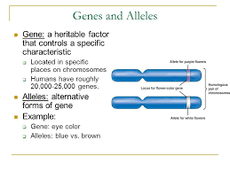 Check spelling or type a new query. Genes And Alleles In 2021 Genetics Chromosome Mutation