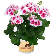 Image result for Pelargonium whytei