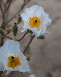 Image result for Papaveraceae