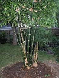 There are many other names for this animal which can be a. 12 Native Bamboos Ideas Bamboo Bamboo Species Clumping Bamboo