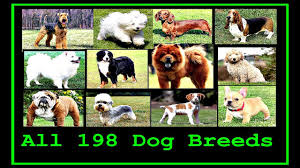 All Dog Breeds In The World A To Z