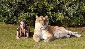 We did not find results for: Cats Guinness World Records