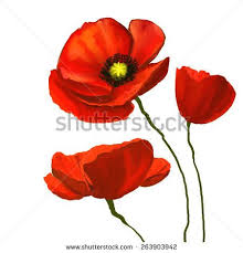 Poppies Vector Illustration Hand Drawn Painted Watercolor Vector Flowers Poppy Flower Art Poppy Painting