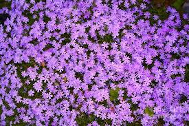 Check spelling or type a new query. Purple Flower Cover Photograph By Susan Stevenson