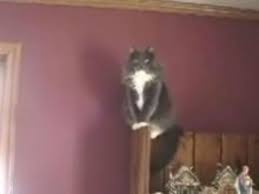 Some Guy Yells At Cats I Am Going To Rape You Know Your Meme