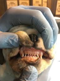 The typical vaccine is a combination that protects against canine distemper virus, canine hepatitis, parainfluenza, and canine parvovirus (the four viruses are commonly abbreviated dhpp). Illegal Puppy Imports Uncovered Cdc
