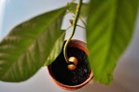 L'avocado è un albero da frutto che appartiene alla famiglia botanica delle lauraceae. Seme Di Avocado Come Farlo Germogliare Ed Ottenere Un Albero La Guida Pratica