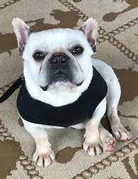 At west michigan bulldog rescue we are always looking for individuals who are willing to donate their time and resources to help our squishy faced, four legged friends! French Bulldog Puppy For Sale Adoption Rescue For Sale In Hastings Michigan Classified Americanlisted Com