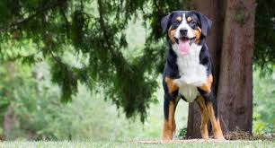 The appenzeller sennenhund is one of four swiss mountain dog breeds, and was originally given the jobs of herding cattle and guarding the homestead in appenzell, switzerland. Appenzeller Sennenhund Meiko