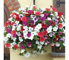 500 Seeds Garden Petunia Mix Flower Bonsai Uk Seler Ebay Petunia Flower Flower Seedlings Flower Seeds