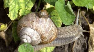 We did not find results for: Weinbergschnecke Freund Helfer Im Garten Ansiedeln Schutzen