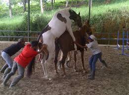 Kuda sumbawa dikawinkan untuk menjaga populasi kuda, sehingga dapat menjaga habitat kuda sumbawa. Kuda Kawin Drone Fest