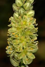 Image result for Albuca virens