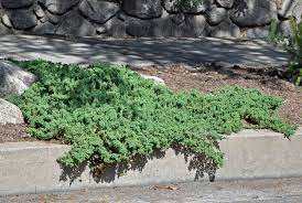 Juniperus Procumbens Nana Japanese Garden Front Garden Path Amazing Gardens