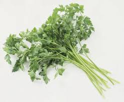 Image result for Coriandrum sativum