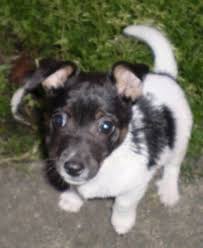 Puppy Pets Miniature Fox Terrier Fox Terrier