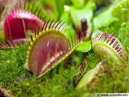Je l'ai acheter en hiver et je ne sais pas comment la nourrir parce que chez moi , il n'y a pas de mouche en hiver donc je ne sais pas. Dionee Attrappe Mouches De Venus Dionaea Muscipula Planter Cultiver Multiplier