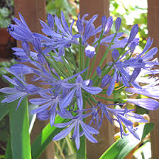 Image result for Agapanthus africanus