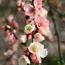 The flowering quince shrub produces a profusion of scarlet red flowers in early spring, followed by small fragrant golden fruits. Buy Flowering Quince Chaenomeles Speciosa Moerloosei 24 99 Delivery By Crocus