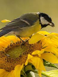 We can all help to nurture the pollinator population in our areas by planting flowers that attract the insects and birds that are most vital for the plants growing there. Top 10 Plants To Attract Songbirds