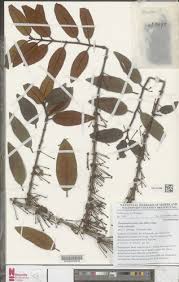 Image result for Phragmanthera