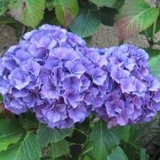 Pdf How Are Hydrangea Flower Colors Determined