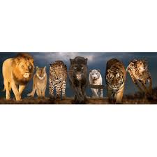 Create an alert to receive updates by email. Puzzle Big Cats Eurographics 6010 0297 1000 Pieces Jigsaw Puzzles Wild Animals Jigsaw Puzzle