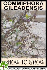 Image result for Commiphora caerulea
