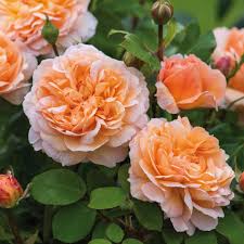 \'carding mill ™\' rose member reviews, comments and q & a. The Lady Gardener Otto Sons Nursery