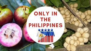 Mangosteen trees grow only in warm tropical climates; Only In The Philippines 15 Strangest Fruits You Must Eat Youtube