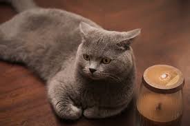 Else get cat food from pet stores and feed in small quantities. Prayers For A Deceased Pet Cat