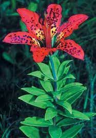 Pin On Flowers