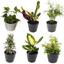 See more ideas about plants, house plants, indoor plants. 6 Indoor House Plants In 9cm Pots Mix Of Real Plants For Indoors Ideal Live Plants For Your Home To Grow In Your Bedrooms Bathrooms Kitchens And Living Rooms From Newlands