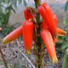 Image result for Aloe pienaarii