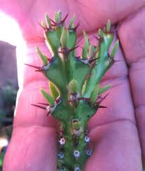 Image result for Euphorbia richardsiae