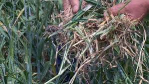 Orzoaica pentru bere se recoltează obligatoriu la umiditatea boabelor sub 14%, când conținutul în extractive neazotatate este cel mai ridicat, iar boabele posedă o energie de germinație mai mare. Orzoaica Revista Fermierului