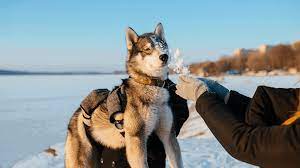 How To Carry Dogs 4 Don Ts When Picking Up Dogs Pawleaks