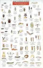 How to identify garden insects. Home Decorating Ideas Life Hacks More Sheknows Garden Bugs Northeast Gardening Garden Insects