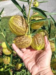Image result for Gomphocarpus physocarpus